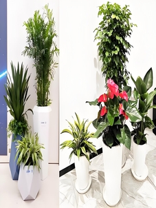 江北绿植租摆专业><div class=